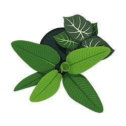 planta